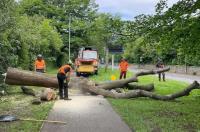 TD Tree & Land Services Ltd image 2