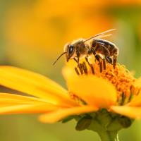 Bishopstoke Honey Bees image 2