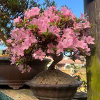 Eastleigh Bonsai Society image 1