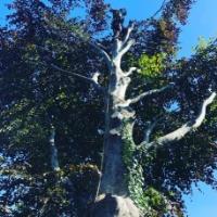 Bristol Tree Services image 2