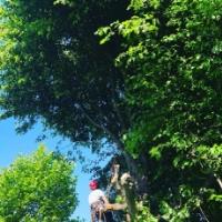 Bristol Tree Services image 4