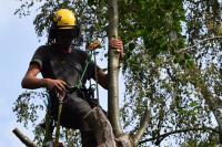 North London Tree Surgeons image 4