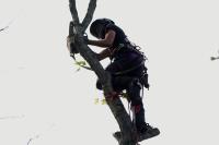 North London Tree Surgeons image 1