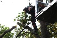 North London Tree Surgeons image 2