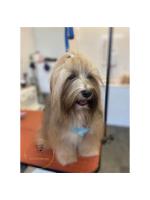 kingas dog grooming image 2