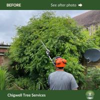 Chigwell Tree Services image 4