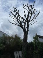 Chigwell Tree Services image 5