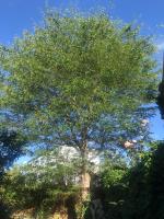 Chigwell Tree Services image 6