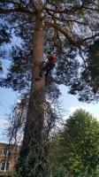 Pineridge Tree Care image 10