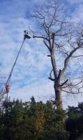 Pineridge Tree Care image 8