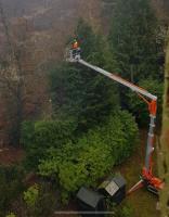 Pineridge Tree Care image 9