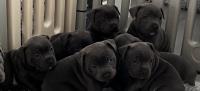 Fell End Staffordshire Bull Terriers image 2