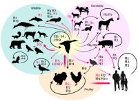 H5N1 Antibodies and Antigens image 1