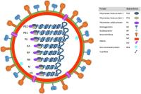 Influenza A Virus Mouse Models image 1