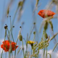 Tithe Green Natural Burial image 3