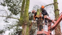 Coventry Tree Services image 3