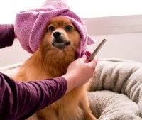 Star Paws Dog Grooming @HazelGrove image 4