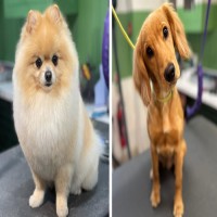 Dog Groomer Doncaster image 1