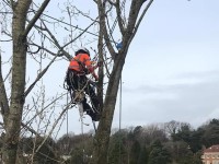 Wigan Tree Surgeons image 1