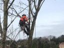 Wigan Tree Surgeons logo