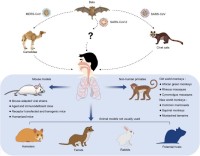 MERS-CoV Animal Models image 1