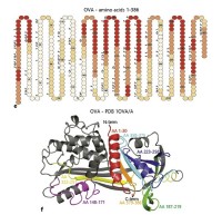 Ovalbumin Epitope Peptide Antibodies image 1