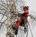 Tree Surgeons Bury  logo