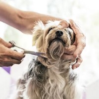 GET a GROOM Dog Groomer image 1