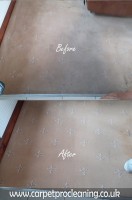 CarpetProCleaning image 6