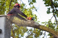 Tree Surgeon Pro image 1