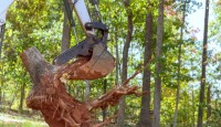 Tree Surgeon Pro image 8