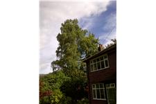 Treestyle Arboriculture and Tree Surgeons image 3