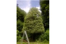 Treestyle Arboriculture and Tree Surgeons image 6