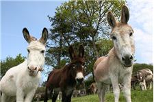 The Donkey Sanctuary Birmingham image 2