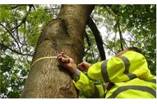 Glasgow Tree Services image 1