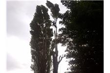 Treestyle Arboriculture and Tree Surgeons image 1