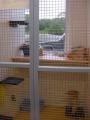 Freyaleigh Kennels and Cattery image 5
