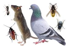 Bug Off Pest Control image 1