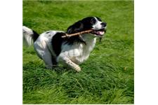 Daymond Dog Training image 3