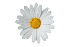 Daisy Cleaning Company image 1