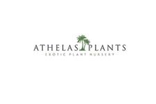 Athelas Plants image 1