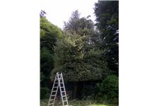 Treestyle Arboriculture and Tree Surgeons image 5