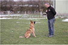 Steve's Dog Training image 1