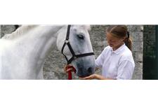 County Horse Fine Feed Ltd image 2