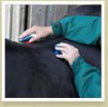 APG Equine image 4