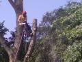 ASG Tree Services Ltd image 5