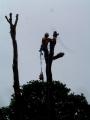 Absolute Treedom: Ethical Tree Surgeon image 3