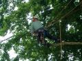 Absolute Treedom: Ethical Tree Surgeon image 1