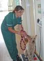 Acorn House Veterinary Surgery image 3