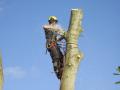 Active Tree Care Ltd image 2